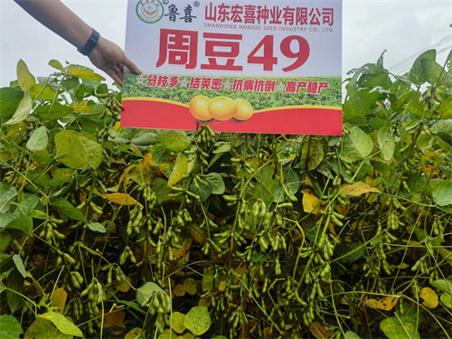 黃豆種子周豆49號批發(fā)